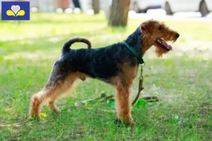 Mehr über den Artikel erfahren Welsh Terrier Züchter und Welpen in Region Brüssel-Hauptstadt