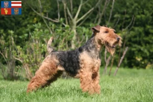 Mehr über den Artikel erfahren Welsh Terrier Züchter und Welpen in Südmähren