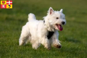 Mehr über den Artikel erfahren Westie Züchter und Welpen in Auvergne-Rhône-Alpes