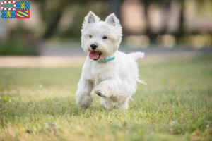 Mehr über den Artikel erfahren Westie Züchter und Welpen in Bourgogne-Franche-Comté