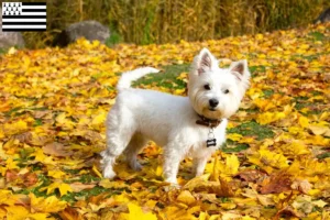 Mehr über den Artikel erfahren Westie Züchter und Welpen in der Bretagne