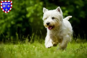 Mehr über den Artikel erfahren Westie Züchter und Welpen in Centre-Val de Loire