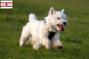 Mehr über den Artikel erfahren Westie Züchter und Welpen in Drenthe