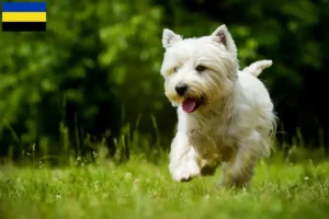 Mehr über den Artikel erfahren Westie Züchter und Welpen in Gelderland