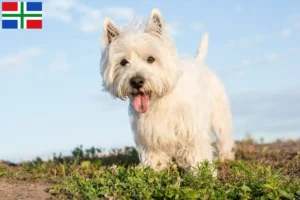 Mehr über den Artikel erfahren Westie Züchter und Welpen in Groningen