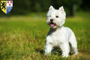 Mehr über den Artikel erfahren Westie Züchter und Welpen in Hauts-de-France