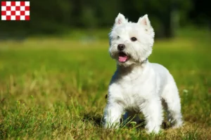 Mehr über den Artikel erfahren Westie Züchter und Welpen in Nordbrabant