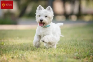 Mehr über den Artikel erfahren Westie Züchter und Welpen in Okzitanien