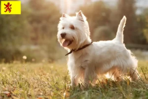 Mehr über den Artikel erfahren Westie Züchter und Welpen in Südholland