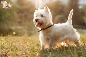 Mehr über den Artikel erfahren Westie Züchter und Welpen in Syddanmark