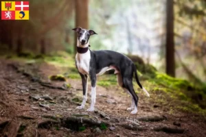 Mehr über den Artikel erfahren Whippet Züchter und Welpen in Auvergne-Rhône-Alpes