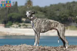 Mehr über den Artikel erfahren Whippet Züchter und Welpen in Bourgogne-Franche-Comté