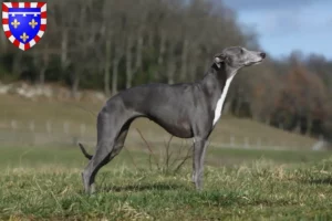 Mehr über den Artikel erfahren Whippet Züchter und Welpen in Centre-Val de Loire