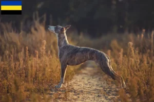 Mehr über den Artikel erfahren Whippet Züchter und Welpen in Gelderland