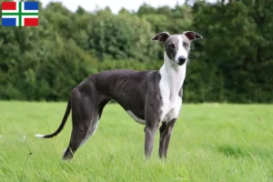 Mehr über den Artikel erfahren Whippet Züchter und Welpen in Groningen