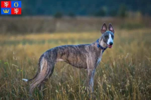 Mehr über den Artikel erfahren Whippet Züchter und Welpen in Hradec Králové