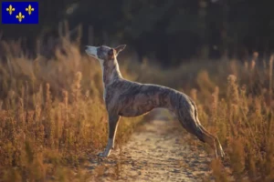 Mehr über den Artikel erfahren Whippet Züchter und Welpen in Île-de-France