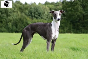 Mehr über den Artikel erfahren Whippet Züchter und Welpen auf Korsika