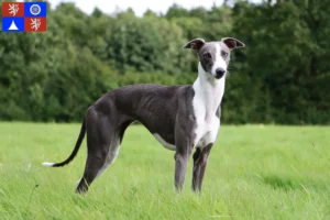 Mehr über den Artikel erfahren Whippet Züchter und Welpen in Liberec