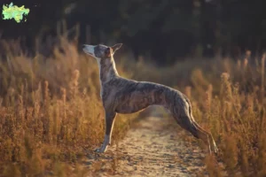 Mehr über den Artikel erfahren Whippet Züchter und Welpen in Midtjylland