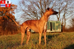 Mehr über den Artikel erfahren Whippet Züchter und Welpen in Mittelböhmen