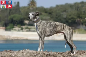 Mehr über den Artikel erfahren Whippet Züchter und Welpen in Pardubice