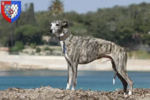 Mehr über den Artikel erfahren Whippet Züchter und Welpen in Pays de la Loire