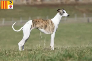 Mehr über den Artikel erfahren Whippet Züchter und Welpen in der Provence-Alpes-Côte d’Azur