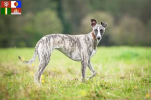 Mehr über den Artikel erfahren Whippet Züchter und Welpen in Südböhmen