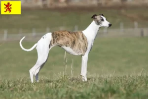 Mehr über den Artikel erfahren Whippet Züchter und Welpen in Südholland