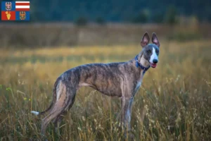 Mehr über den Artikel erfahren Whippet Züchter und Welpen in Südmähren