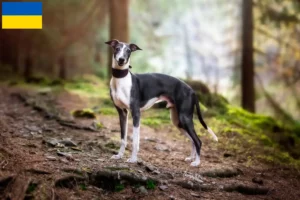 Mehr über den Artikel erfahren Whippet Züchter und Welpen in der Ukraine