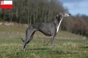 Mehr über den Artikel erfahren Whippet Züchter und Welpen in Utrecht