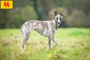 Mehr über den Artikel erfahren Whippet Züchter und Welpen in Wallonische Region