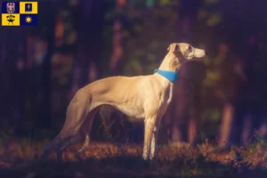 Mehr über den Artikel erfahren Whippet Züchter und Welpen in Zlín