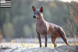 Mehr über den Artikel erfahren Xolo Züchter und Welpen in der Bretagne