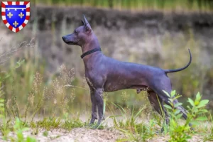 Mehr über den Artikel erfahren Xolo Züchter und Welpen in Centre-Val de Loire