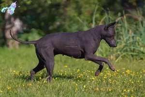 Mehr über den Artikel erfahren Xolo Züchter und Welpen in Nordjylland