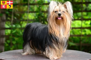 Mehr über den Artikel erfahren Yorkshire Terrier Züchter und Welpen in Auvergne-Rhône-Alpes