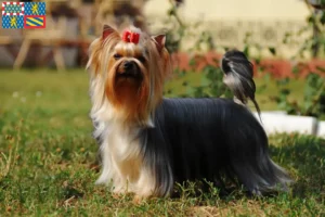 Mehr über den Artikel erfahren Yorkshire Terrier Züchter und Welpen in Bourgogne-Franche-Comté