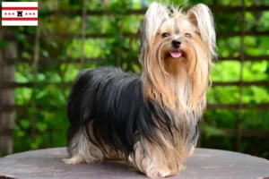 Mehr über den Artikel erfahren Yorkshire Terrier Züchter und Welpen in Drenthe