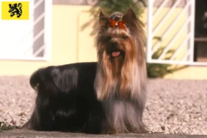 Mehr über den Artikel erfahren Yorkshire Terrier Züchter und Welpen in Flandern