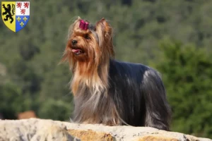 Mehr über den Artikel erfahren Yorkshire Terrier Züchter und Welpen in Hauts-de-France