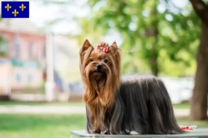 Mehr über den Artikel erfahren Yorkshire Terrier Züchter und Welpen in Île-de-France