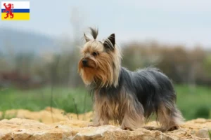 Mehr über den Artikel erfahren Yorkshire Terrier Züchter und Welpen in Limburg