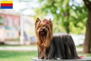 Mehr über den Artikel erfahren Yorkshire Terrier Züchter und Welpen in Nordholland