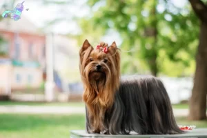 Mehr über den Artikel erfahren Yorkshire Terrier Züchter und Welpen in Nordjylland