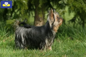 Mehr über den Artikel erfahren Yorkshire Terrier Züchter und Welpen in Region Brüssel-Hauptstadt