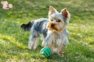 Mehr über den Artikel erfahren Yorkshire Terrier Züchter und Welpen in Syddanmark