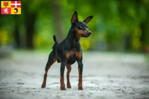 Mehr über den Artikel erfahren Zwergpinscher Züchter und Welpen in Auvergne-Rhône-Alpes